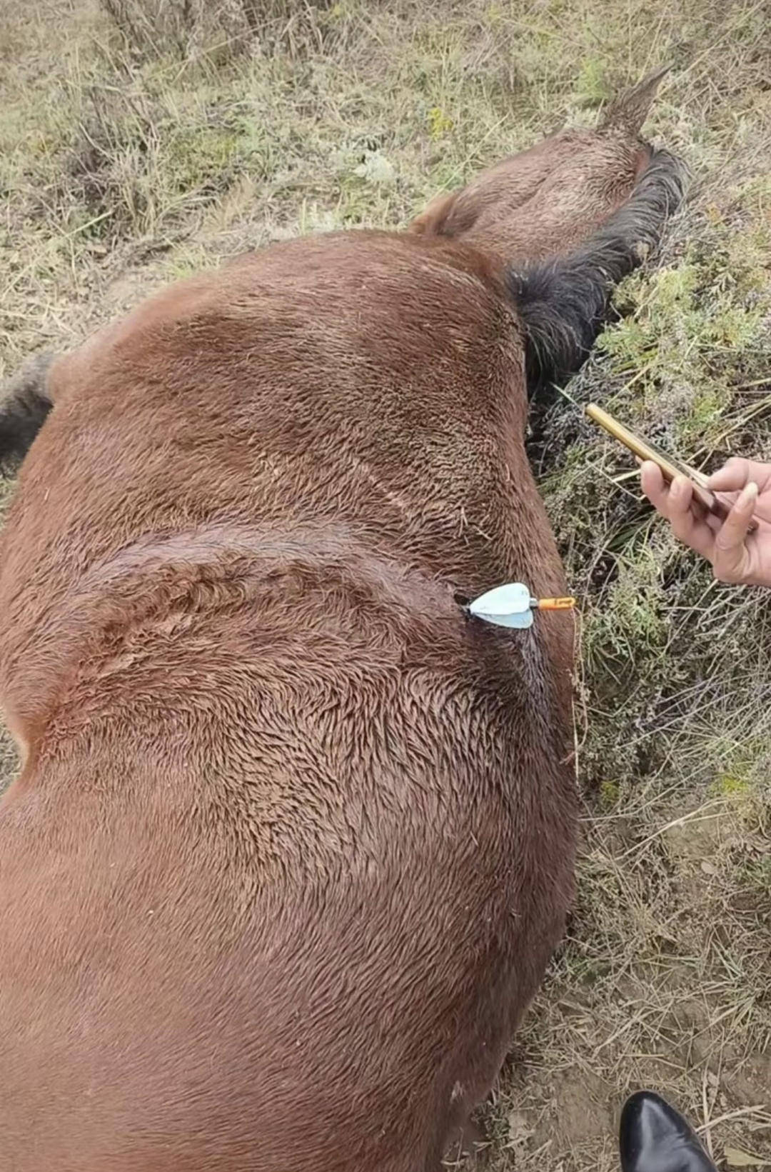 皇冠信用网出租_紫牛头条｜多地发生动物遭热成像无人机投箭射杀事件皇冠信用网出租，记者调查：已有地区将该设备列为禁猎工具