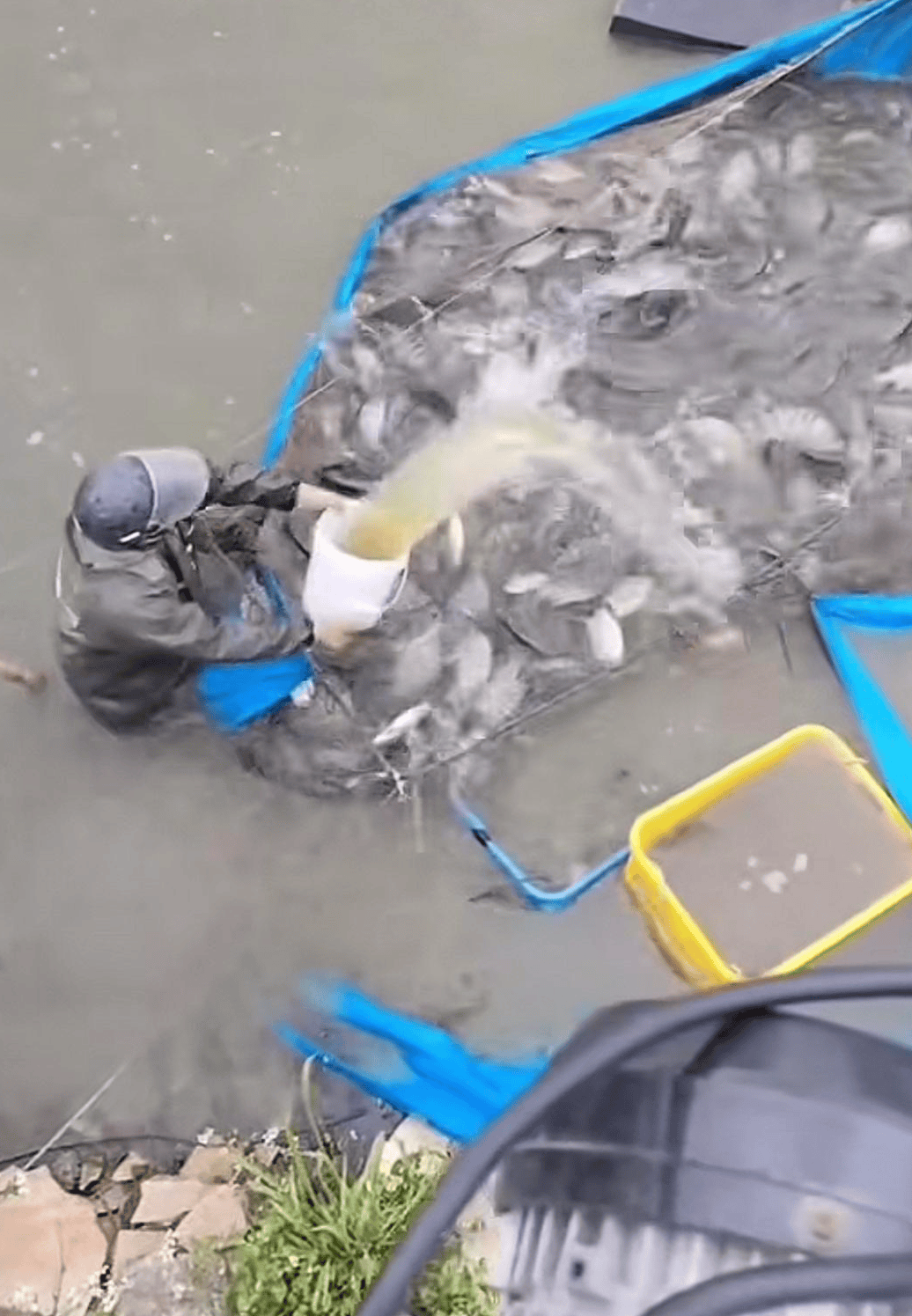 皇冠信用網开号
_水产市场“麻醉鱼”调查：有商家称麻药有味会换水再卖皇冠信用網开号
，有无危害尚不明，出台监管措施尚缺理论依据