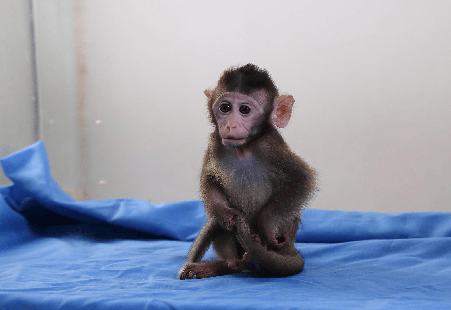 皇冠信用網出租代理_有价无猴！实验猴价格暴涨皇冠信用網出租代理，有猴场明年的猴都被订光，繁殖率已跟不上｜调查