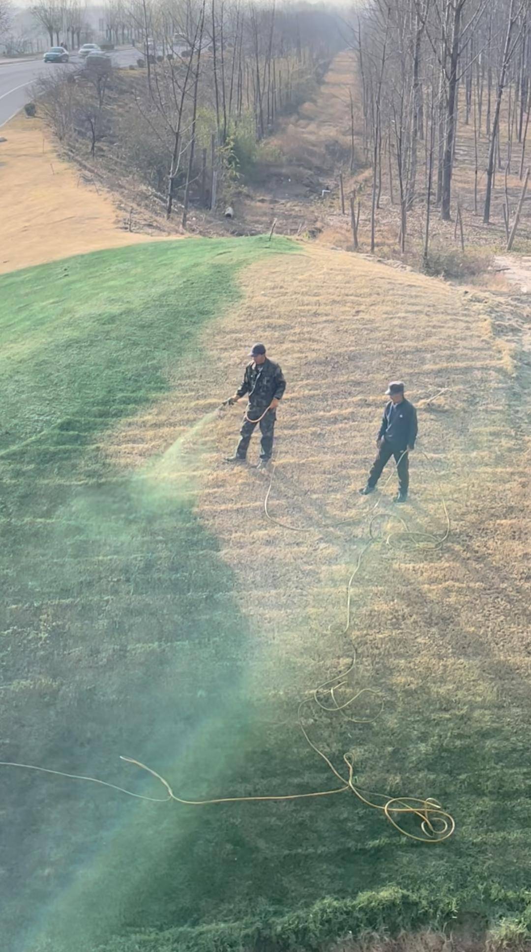 皇冠信用网在线注册_陕西一地给枯草喷颜料搞“绿化”皇冠信用网在线注册？官方回应：为了美观调配的营养液｜云辟谣