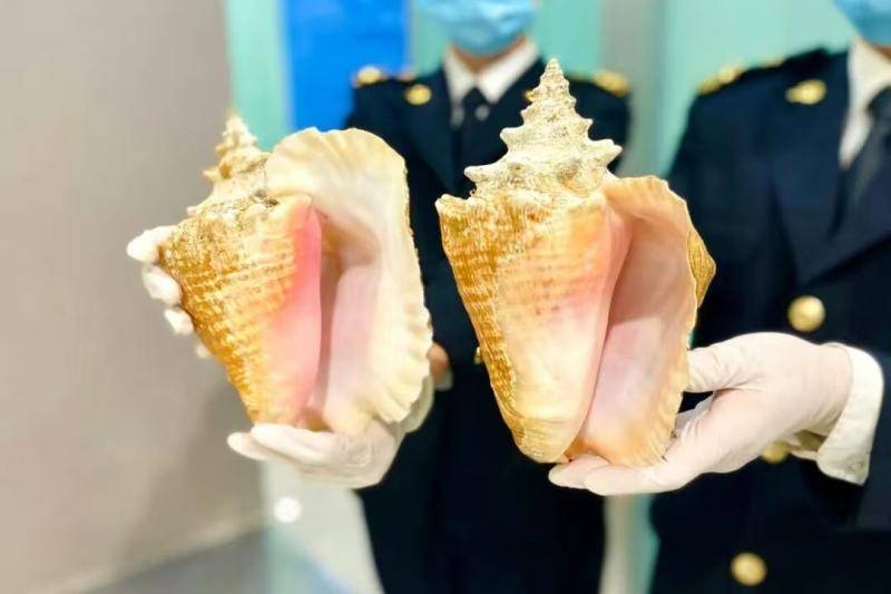 皇冠信用网会员如何注册_大连周水子机场海关查获违规携带女王凤凰螺螺壳3枚