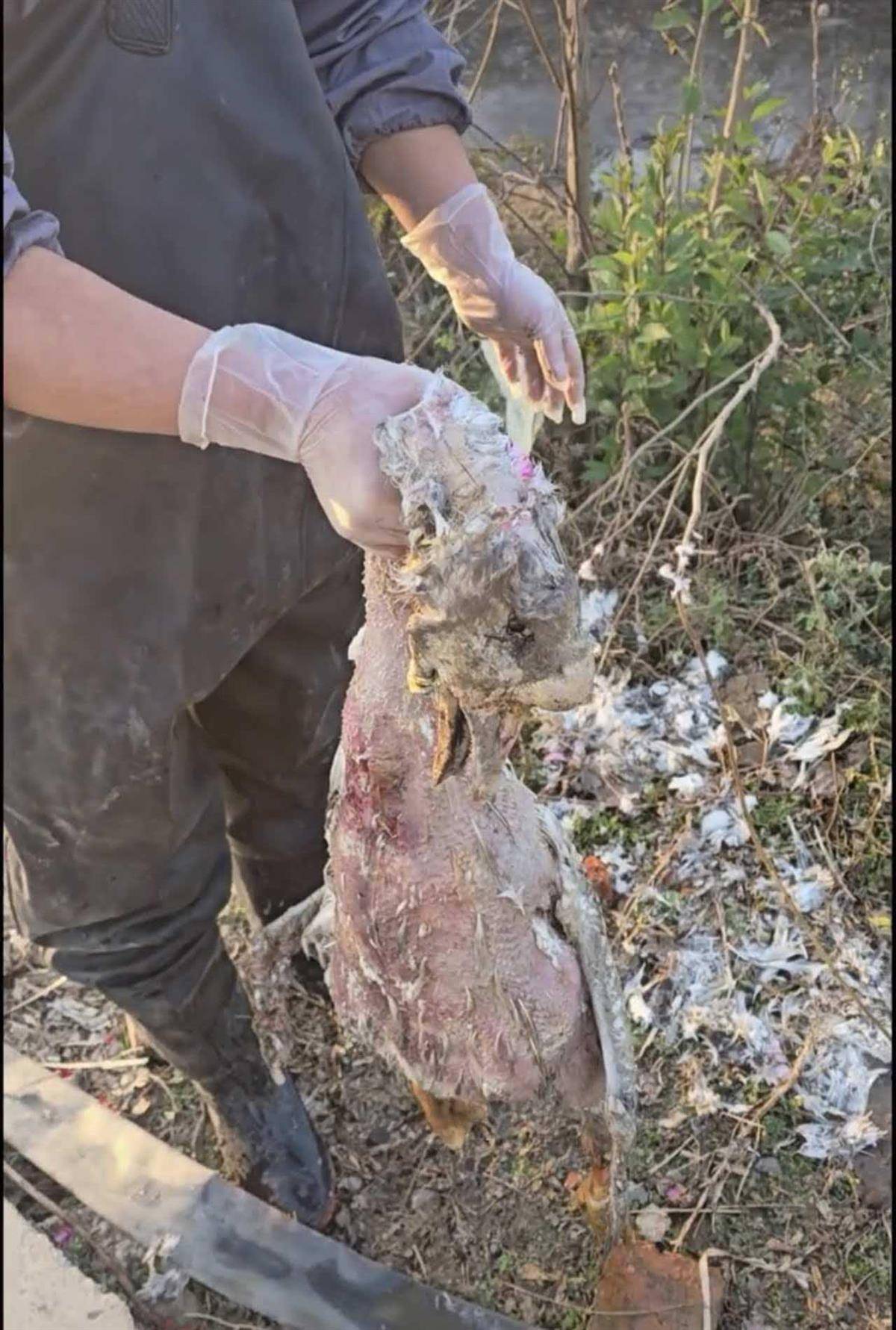 正版皇冠信用开户申请_大鹅主人抽水追凶最新进展来了：深刨半米淤泥啥也不见正版皇冠信用开户申请，或因厚草盖顶溺亡